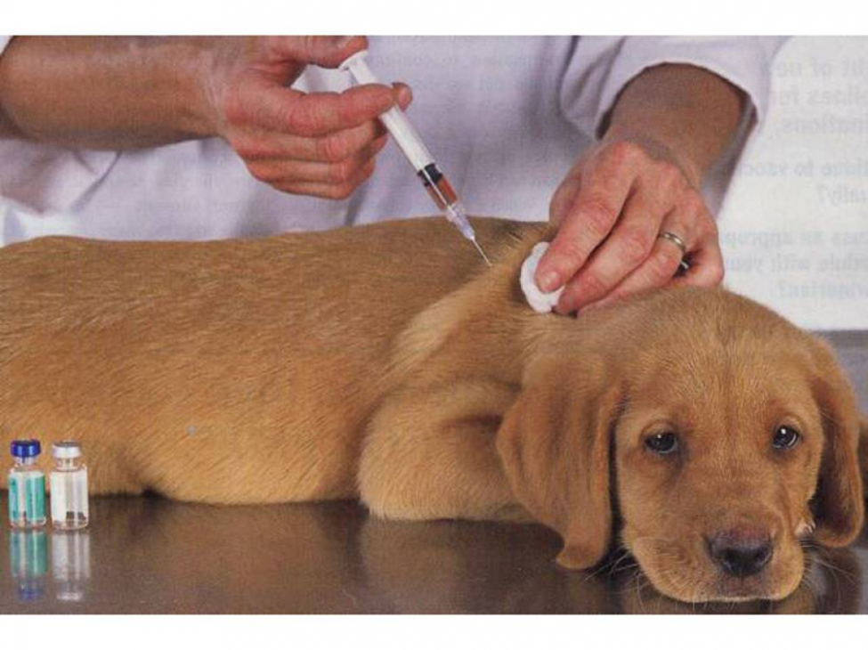 Прививочные пункты для животных